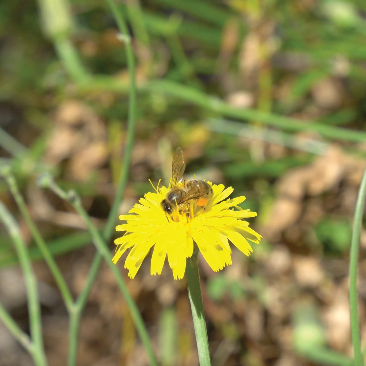 Australian Wildlife Fine Art Print Bee