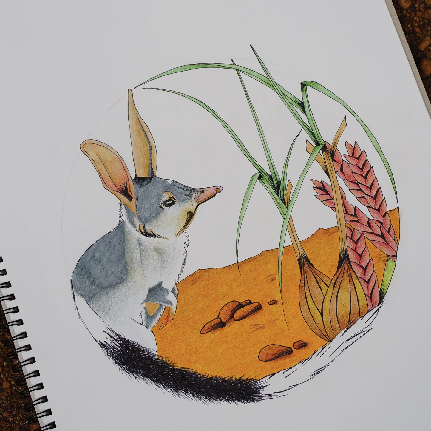 Australian Wildlife Fine Art Print Bilby
