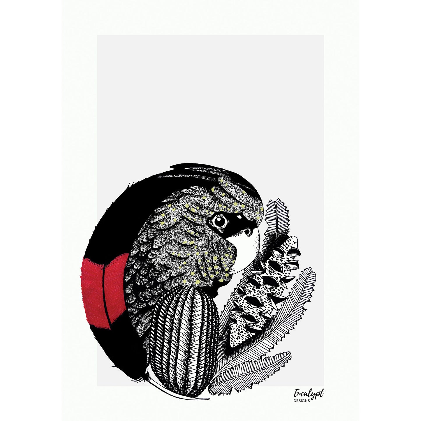Australian Wildlife Fine Art Print Black Cockatoo
