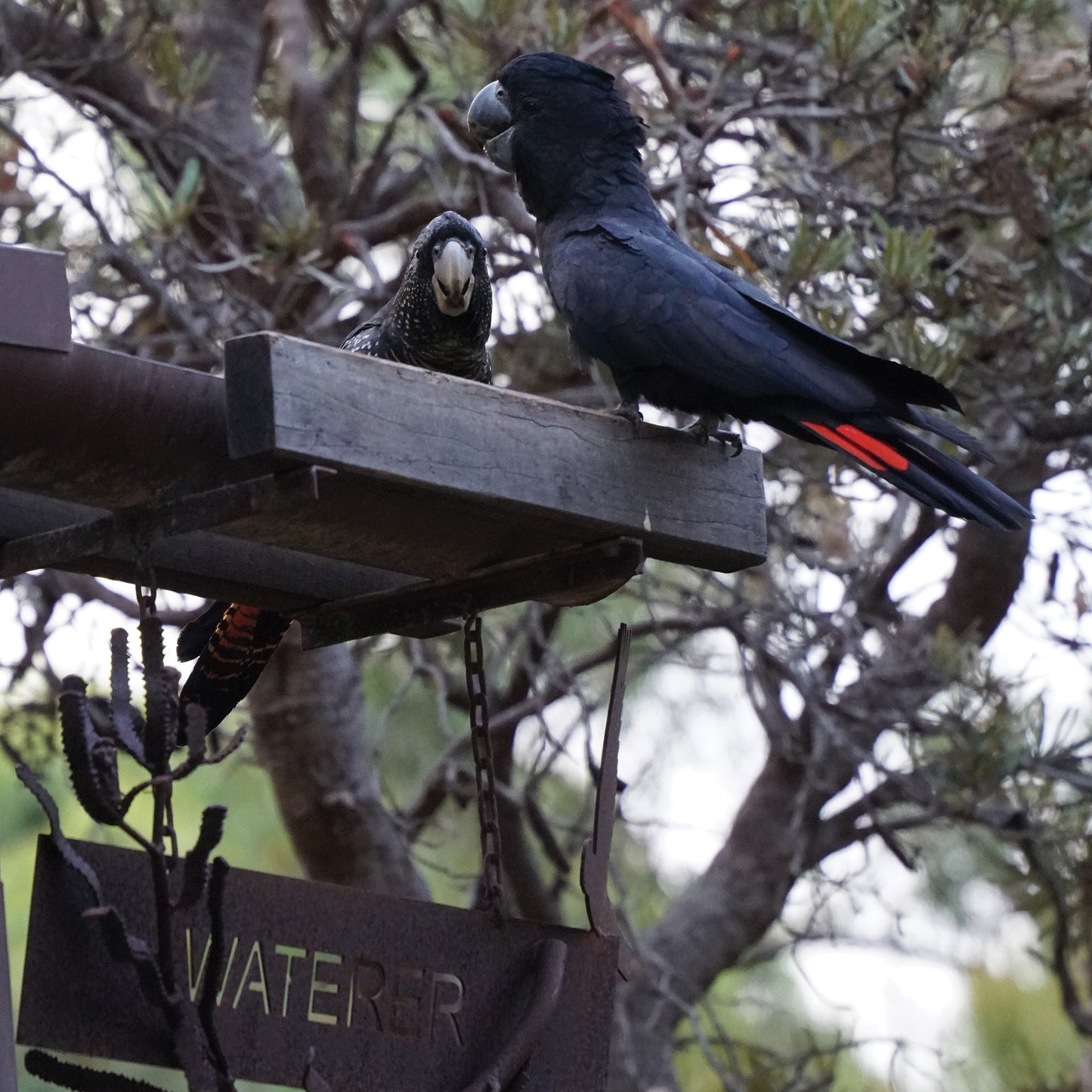 Australian Wildlife Sticker Red-Tailed Black Cockatoo