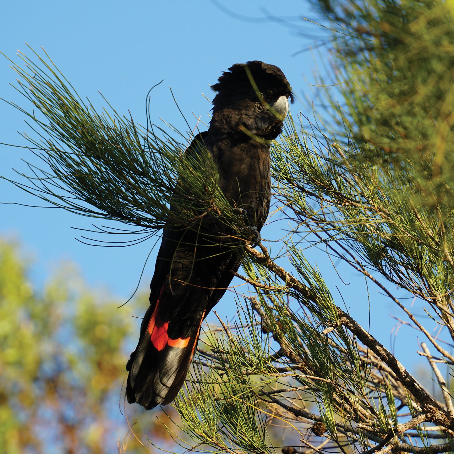 Australian Wildlife Fine Art Print Black Cockatoo