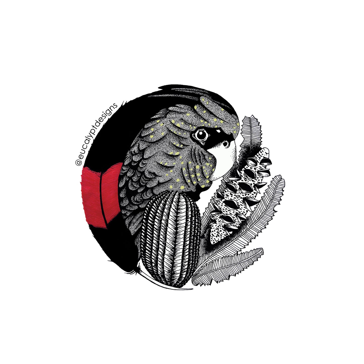 Australian Wildlife Sticker Red-Tailed Black Cockatoo