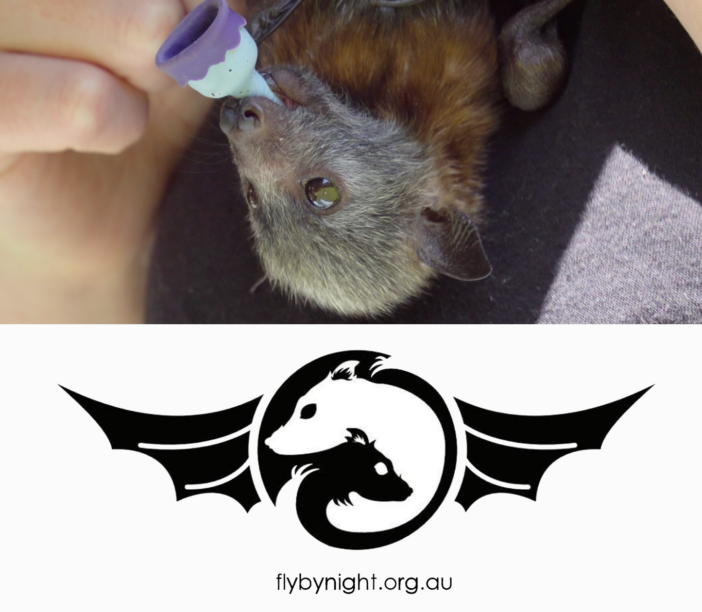Australian Wildlife Fine Art Print Flying Fox Bat