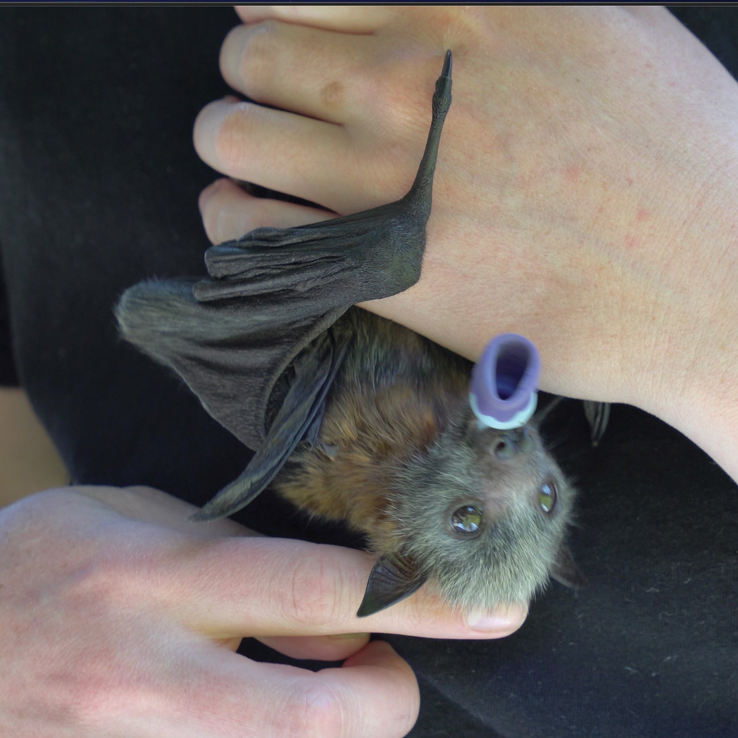 Australian Wildlife Fine Art Print Flying Fox Bat
