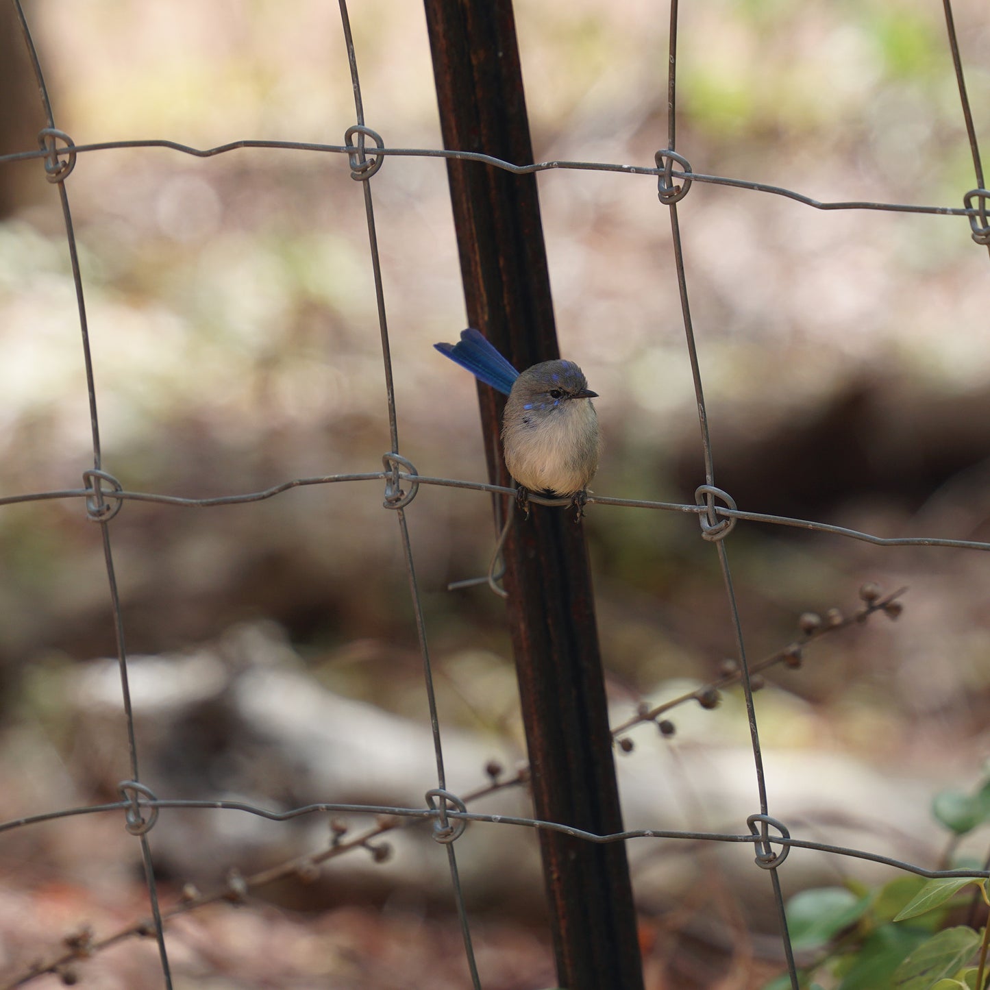 Australian Wildlife Fine Art Print Splendid Fairy Wren