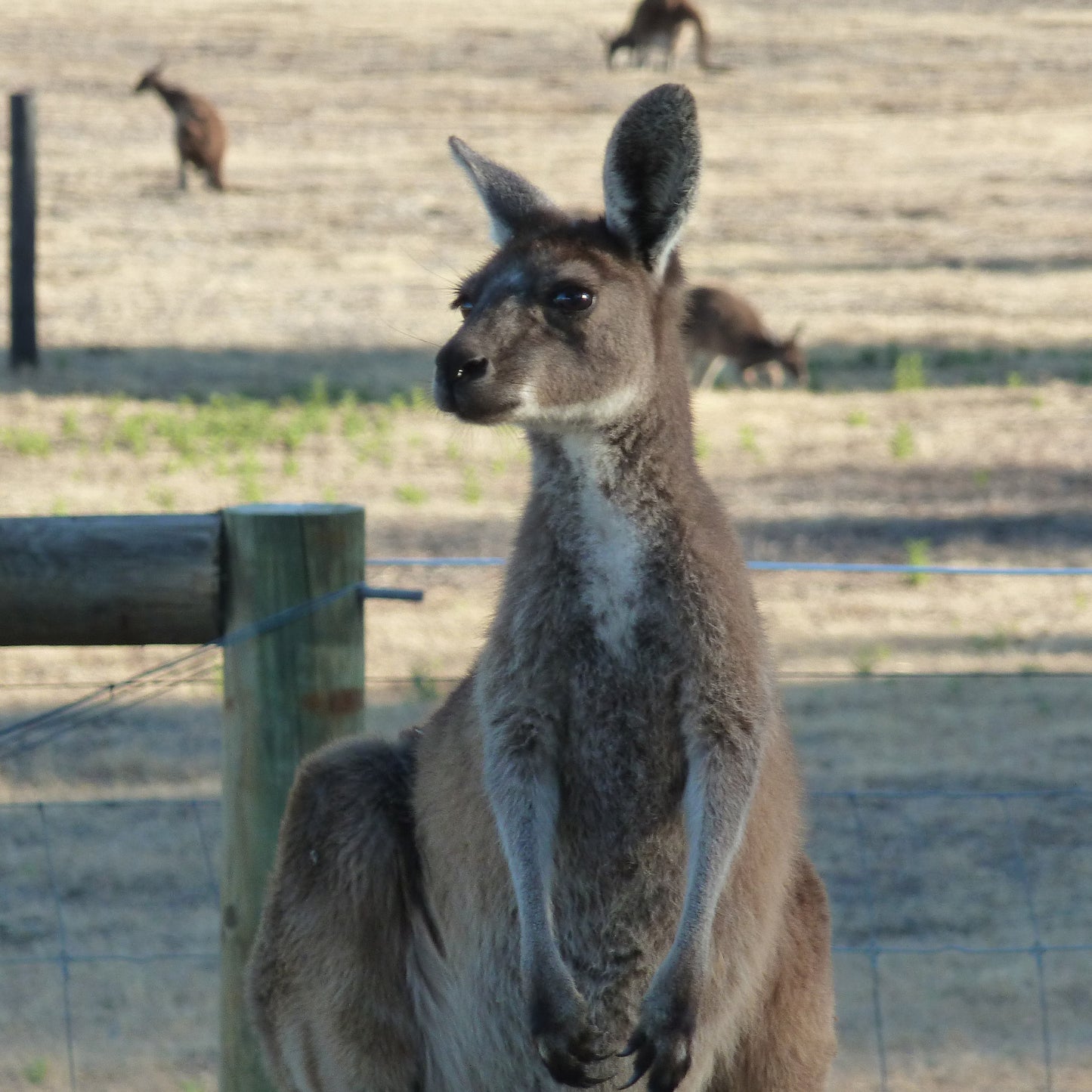 Australian Wildlife Stickers Kangaroo on SUP
