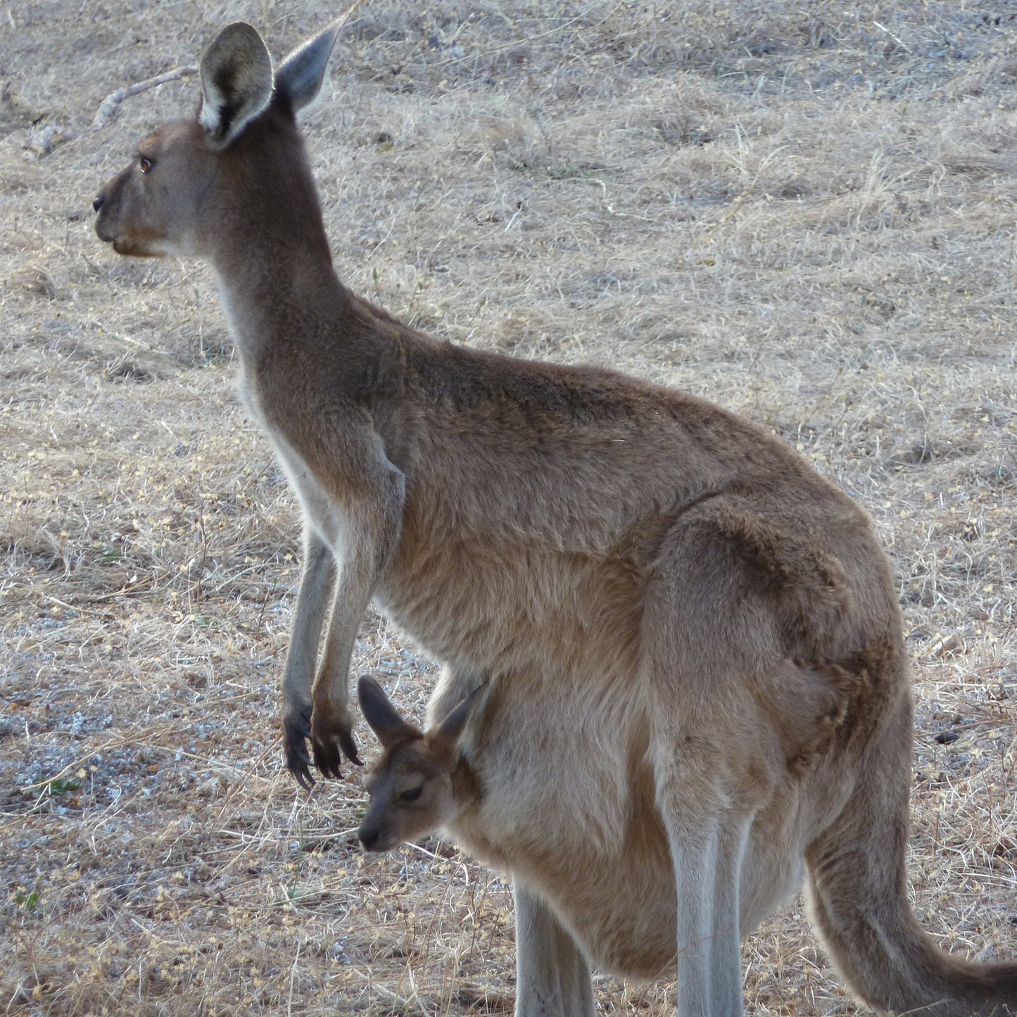 Australian Wildlife Stickers Kangaroo on SUP