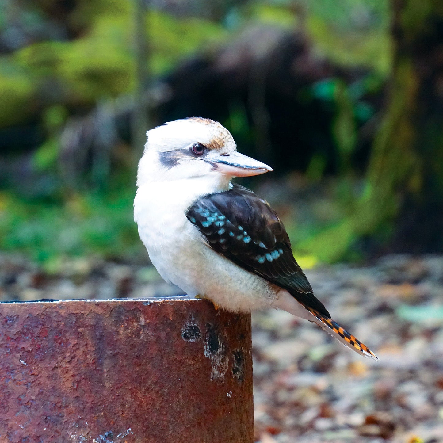 Australian Wildlife Fine Art Print Kookaburra Watercolour