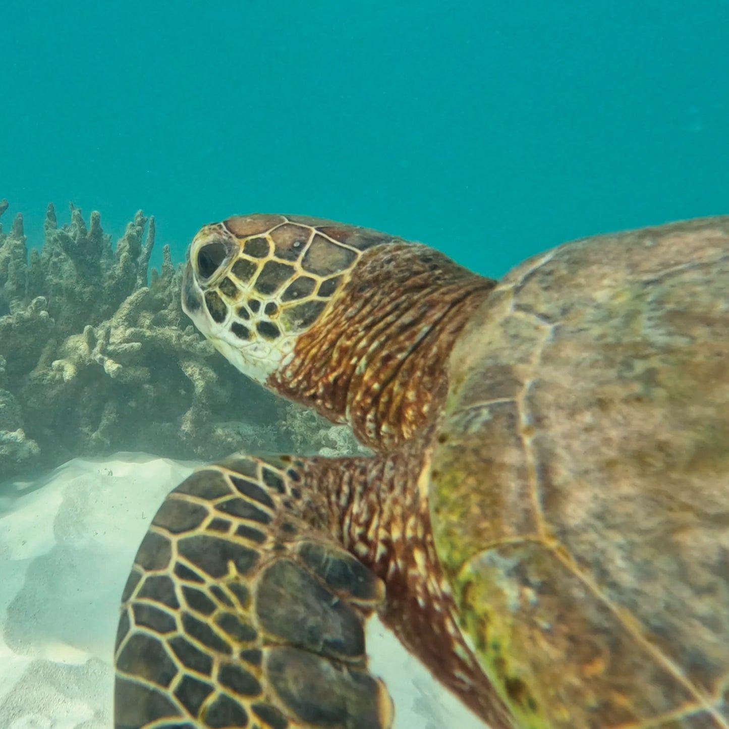 Australian Wildlife Fine Art Print Green Sea Turtle