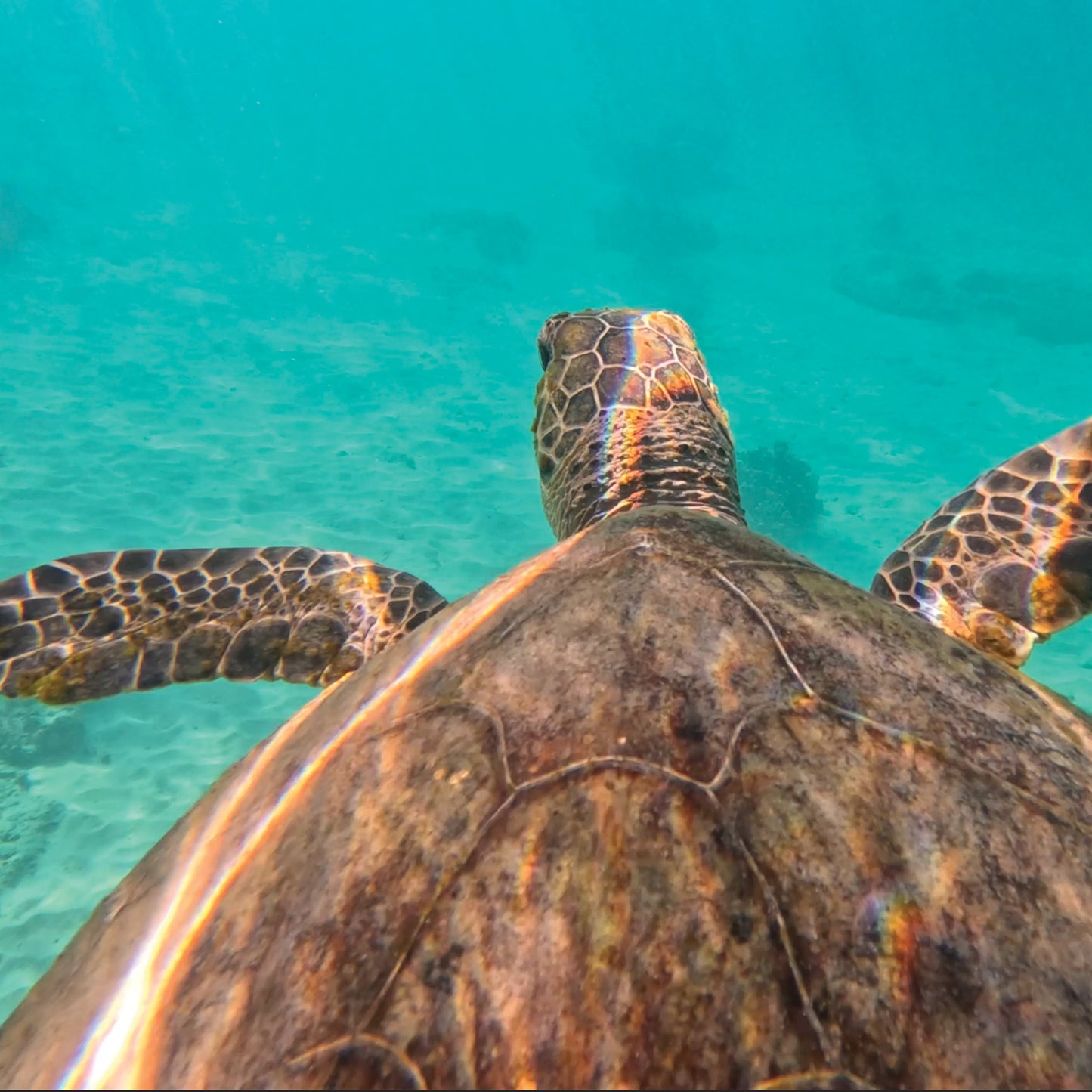 Australian Wildlife Fine Art Print Green Sea Turtle