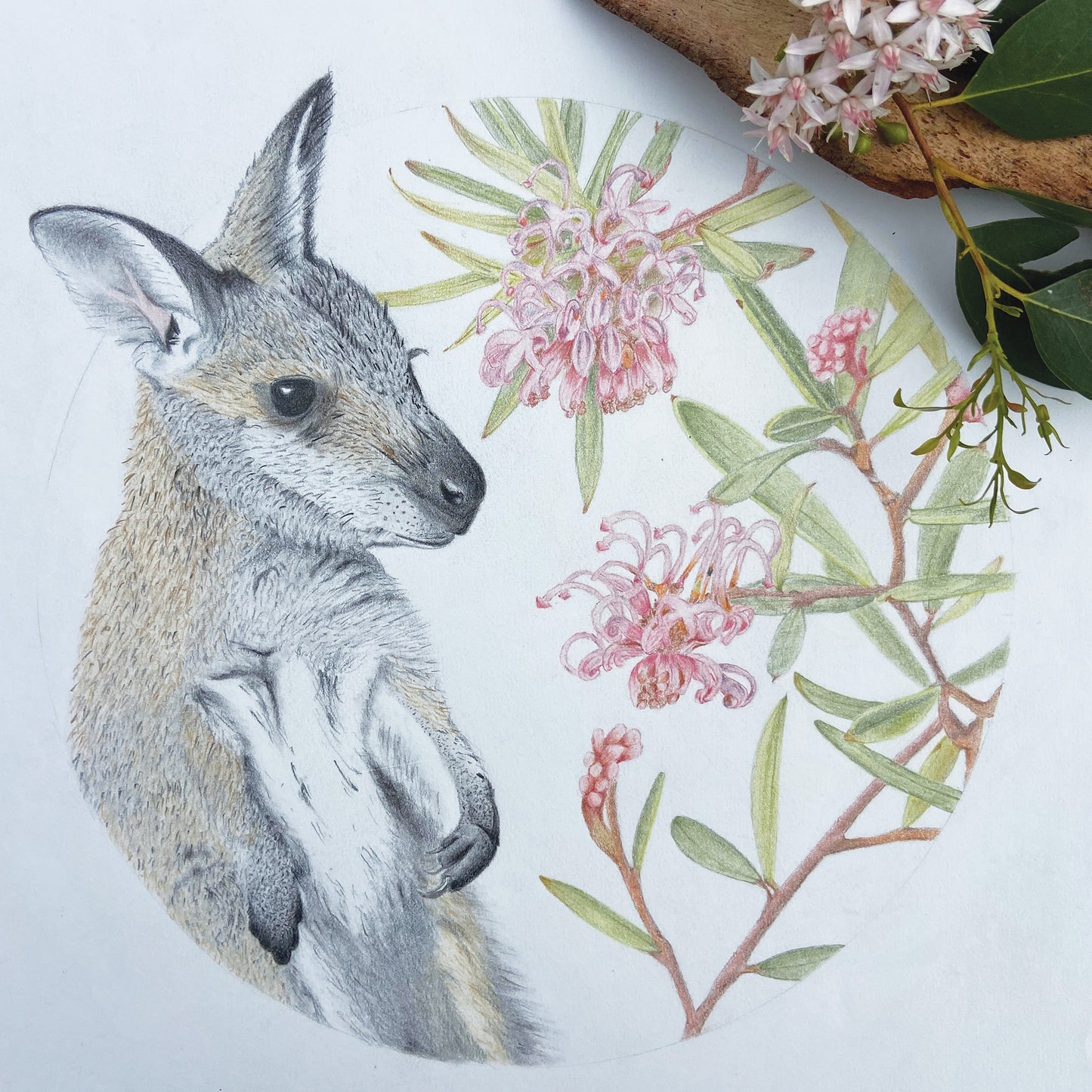 Australian Wildlife Fine Art Print Wallaby