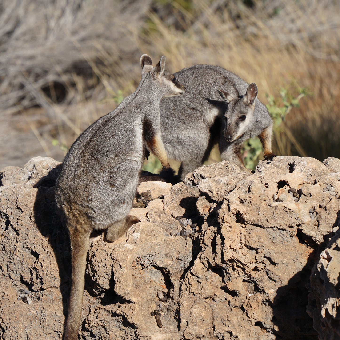 Australian Wildlife Fine Art Print Wallaby