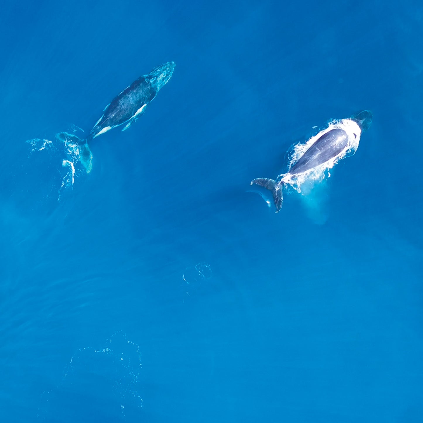 Australian Wildlife Fine Art Print Humpback Whale Breaching