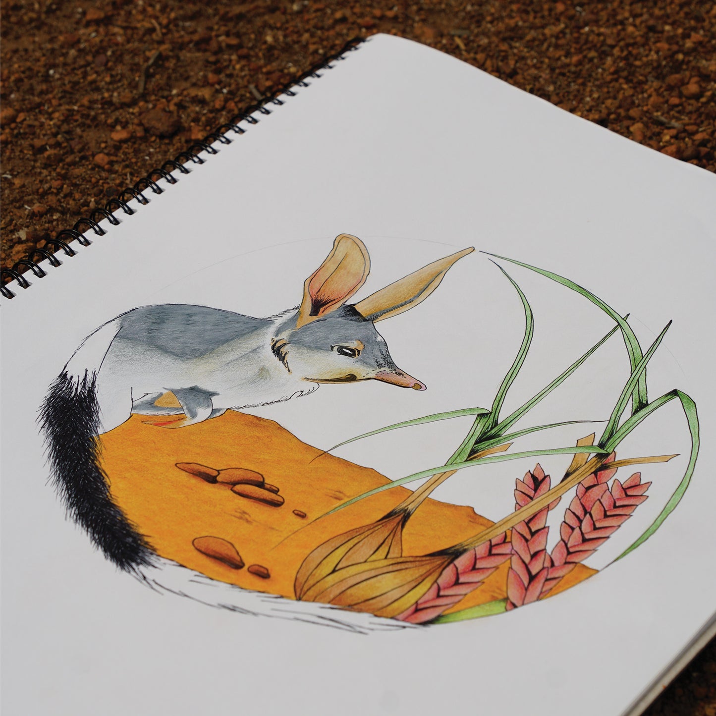 Australian Wildlife Fine Art Print Bilby
