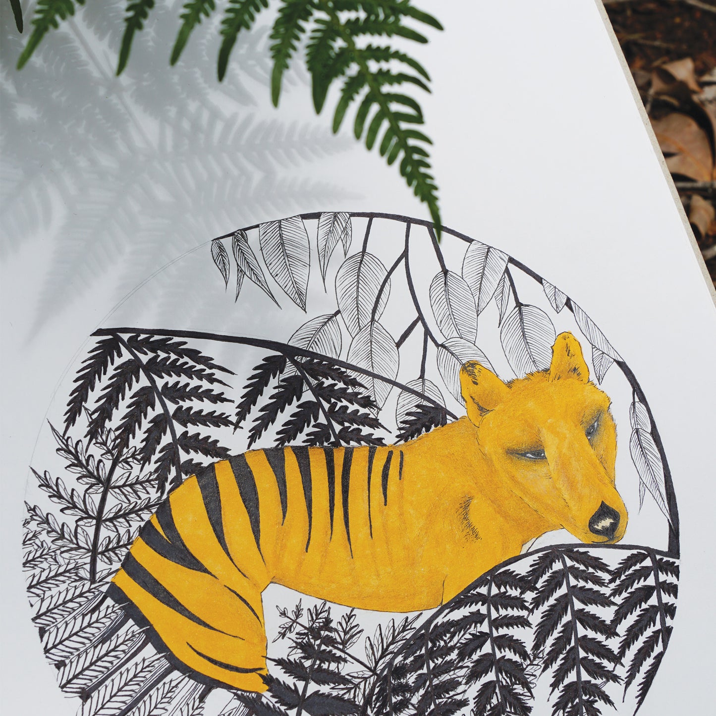 Australian Wildlife Fine Art Print Tamsmanian Tiger